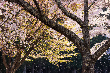 pink cherry blossom , petals flying in the wind