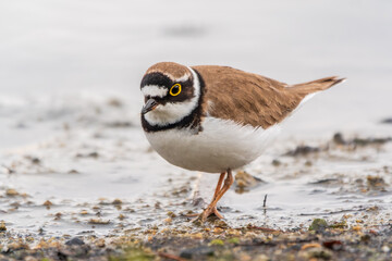 Little ringed plover (Charadrius dubius), bird standing on the lake shore