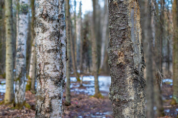 Birch Trees in Snow