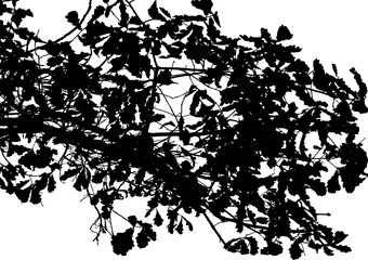 Vector illustration of natural old oak tree branch with leaves on white background