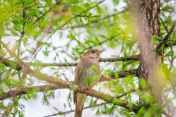 Thrush Nightingale, Luscinia luscinia. A bird sits on a tree branch and sings