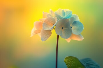 A single delicate hydrangea, softly glowing in a field of ethereal yellow, green, and blue lighting. The petals carry a