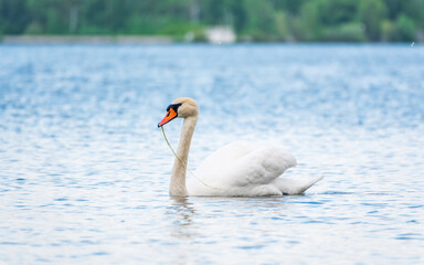 Graceful white Swan swimming in the lake, swans in the wild. Portrait of a white swan swimming on a lake.