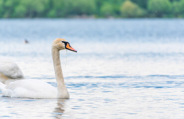 Fototapeta premium Graceful white Swan swimming in the lake, swans in the wild. Portrait of a white swan swimming on a lake.