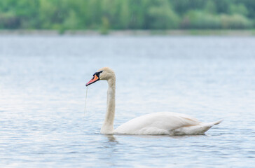 Graceful white Swan swimming in the lake, swans in the wild. Portrait of a white swan swimming on a lake.