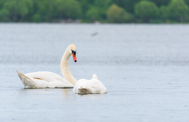 Two Graceful white Swans swimming in the lake, swans in the wild