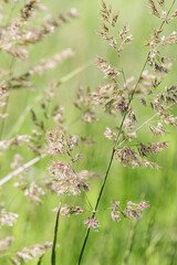 Delicate wild grass swaying in sunlit meadow, beige green pastel color. Natural bokeh in background, tranquil and lightness nature. Texture of grass creating minimal aesthetic, beauty in nature