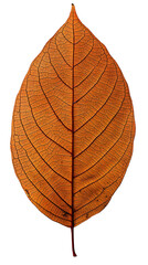 Fototapeta premium Detailed close-up of a dried, autumnal leaf. Veins and edges clearly visible