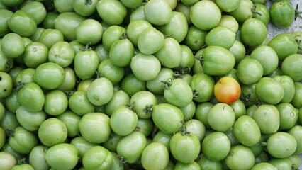 fresh green tomatoes ready to harvest