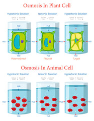 Sawing Diagram Depicting Osmosis in Plant and Animal Cells Illustration