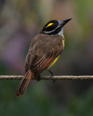 Great Kiskadee