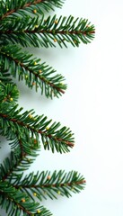 Branches of fir tree against a white background, tree branches , evergreen Christmas branches, evergreen leaves