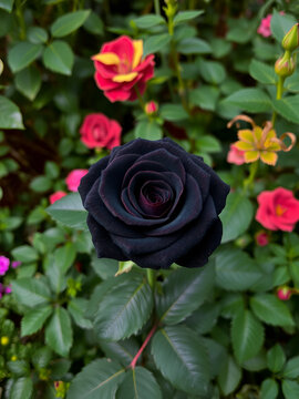 a striking black rose amidst a plethora of greenery