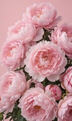 Dense cluster of blush pink peonies on a soft pink backdrop, texture, delicate petals, blossom