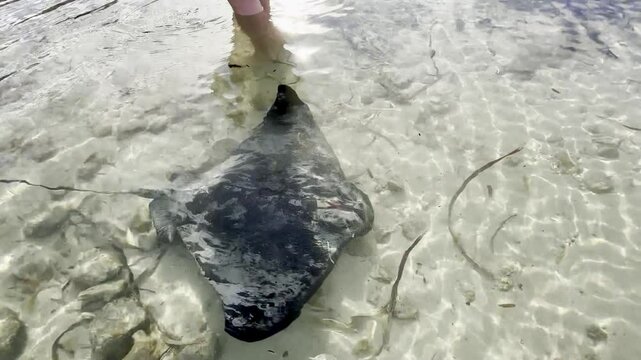 Southern Eagle Rays swimming very close to a happy tourist. Point Turton - the best place to see large stingrays in South Australia. Yorke Peninsula