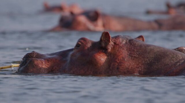 Close-up profile of multiple Hippopotamus amphibius floating in Nile river water at Murchison Falls National Park in Uganda, showing nostrils, ears, and eyes above surface, filmed in real time.