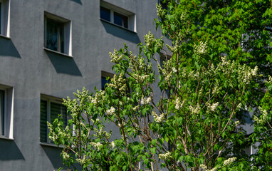 green tree in full bloom against the backdrop of a gray apartment building. The sun's rays create a contrast between the shadow and the bright leaves, emphasizing the spring character of the scene.