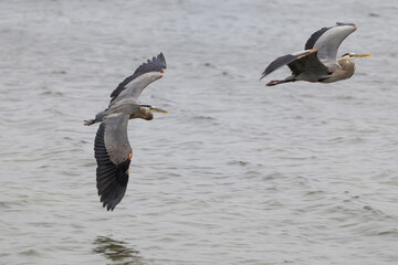 great blue herons