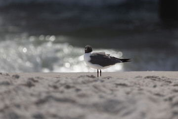 laughing gull