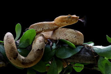 Trimeresurus Puniceus Pit Viper on branch. Yellow flat-nosed viper Craspedocephalus or (Trimeresurus puniceus) hanging on a branch, Beautiful colored venomous puniceus pit viper