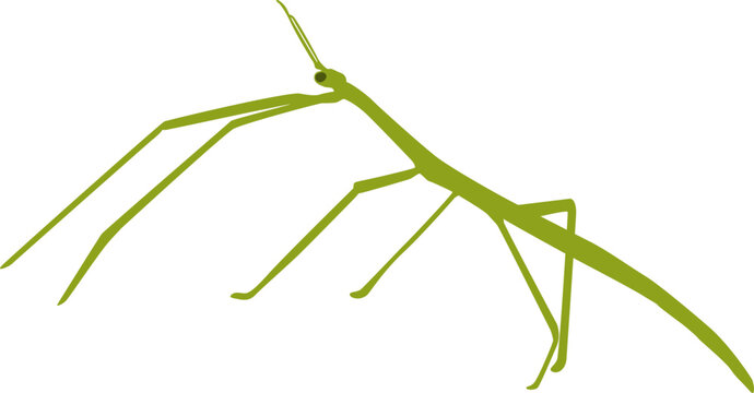 Walking Stick Insect