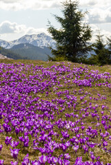 Fototapeta premium Mesmerizing landscape with a carpet of many crocuses on the alpine field. Many crocuses on the Prislop pass - Romania
