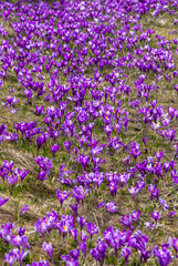 A carpet of many Purple Crocus Flowers on the ground