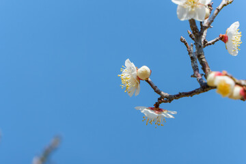 青空に映える白梅の花