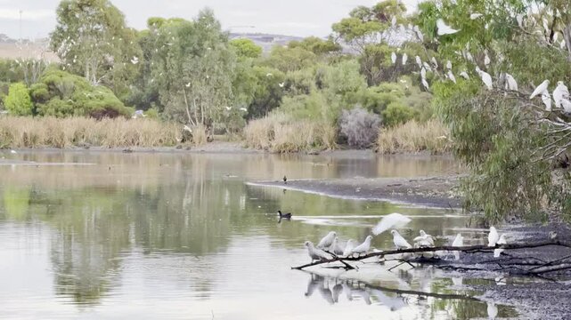 large flock of little corellas flying overhead and drinking water from lake. Byards Road Wetlands close to Adelaide, south australia