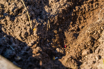 Garlic seeds planted in the soil of a vegetable garden bed, close-up