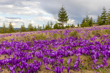 Naklejka premium Landscape with many blooming crocuses on an alpine pasture