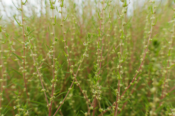 晩夏のコキアの群生