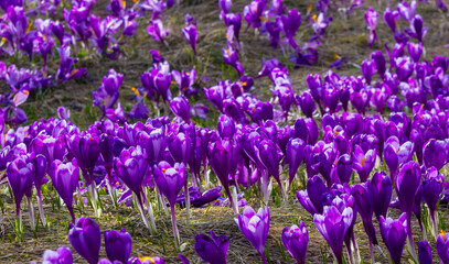 Obraz premium A carpet of many Purple Crocus Flowers on the ground