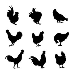 silhouette animal chicken on white background