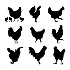 silhouette chicken collection set o white background