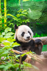 Obraz premium The Giant Panda Bear sits while eating a bamboo stalk