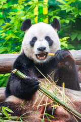 Fototapeta premium The Giant Panda Bear sits while eating a bamboo stalk