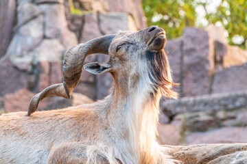 Close-up portrait of Markhor, Capra falconeri, wild goat native to Central Asia, Karakoram and the...