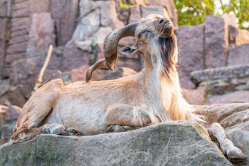 Close-up portrait of Markhor, Capra falconeri, wild goat native to Central Asia, Karakoram and the...