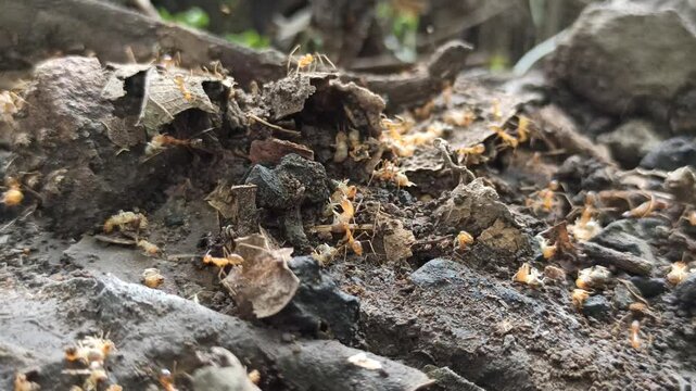 Red ants prey on termites in the sectarian teak tree