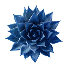 Vibrant Blue Echeveria Succulent Top-Down View of a Striking Desert Plant