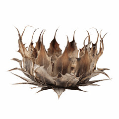 Dried Thistle Flower Head on Blue Background - Botanical Closeup