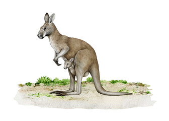 Kangaroo animal with joey on the ground hand drawn realistic vintage style watercolor illustration. Australian native marsupial mammal. Female kangaroo with baby in a pouch standing on the ground
