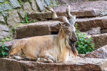Close-up portrait of Markhor, Capra falconeri, wild goat native to Central Asia, Karakoram and the...