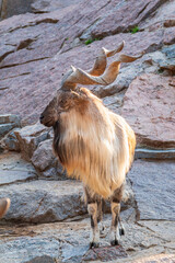 Close-up portrait of Markhor, Capra falconeri, wild goat native to Central Asia, Karakoram and the...