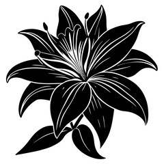 Fototapeta premium black silhouette of alilies flower