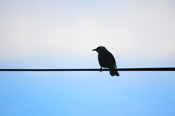 Bird on wire silhouette blue sky background.