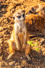 Meerkat, Suricata suricatta, on hind legs. Portrait of meerkat standing on hind legs with alert expression. Portrait of a funny meerkat sitting on its hind legs.