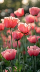 Fototapeta premium Pink poppies blooming at sunset, garden background, nature beauty