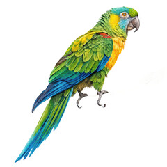 Vibrant colorful parrot png tropical parrot png macaw bird png exotic bird png colorful feathers png transparent background image